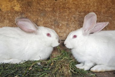 Tavşan Kafes içinde