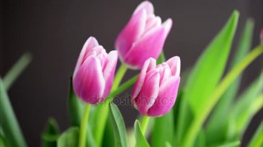 rüzgarda sallanan Pembe Laleler