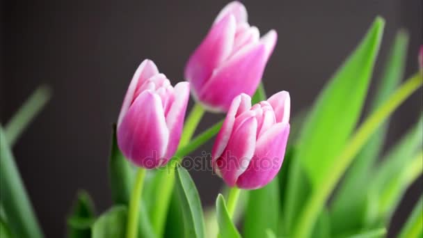 Pink tulips swaying in the wind — Stock Video