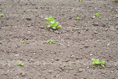 patates bitkilerde Bahçe