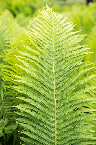 绿色蕨类植物, 近距离观察 — 图库照片