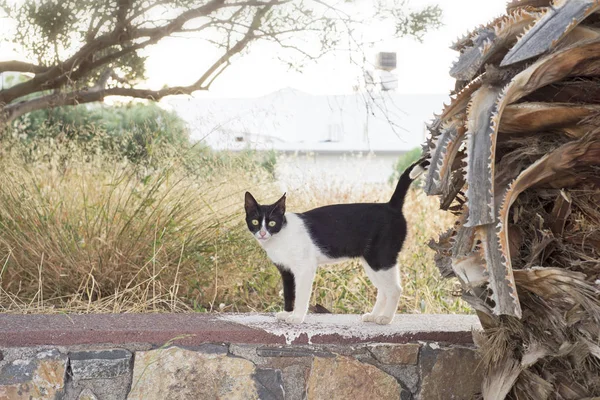 Negro gato blanco de pie en la pared de piedra —  Fotos de Stock