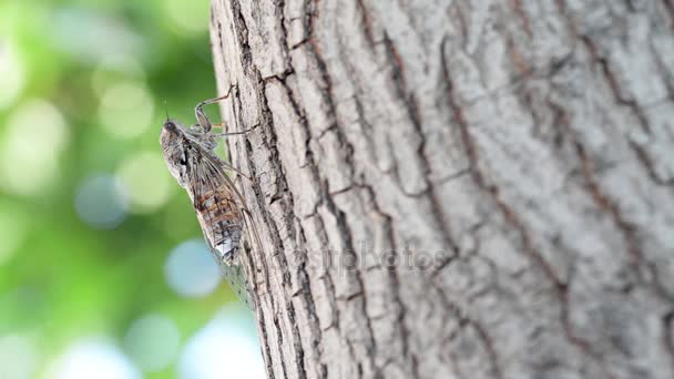 Cicada kamouflerade på ett olivträd — Stockvideo