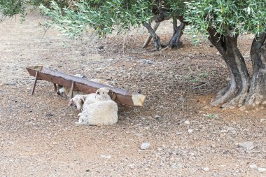 Yeşil zeytin ağacının altında yalak yakınındaki döşeme koyun