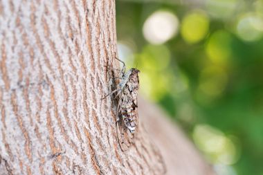 Cicada camouflaged on an olive tree clipart