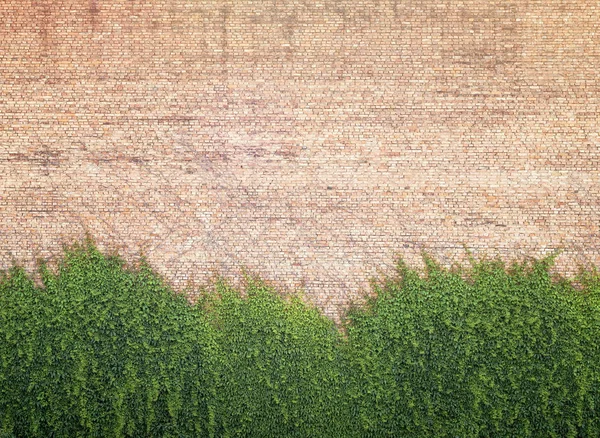 Grön ranka växt på brickwall — Stockfoto