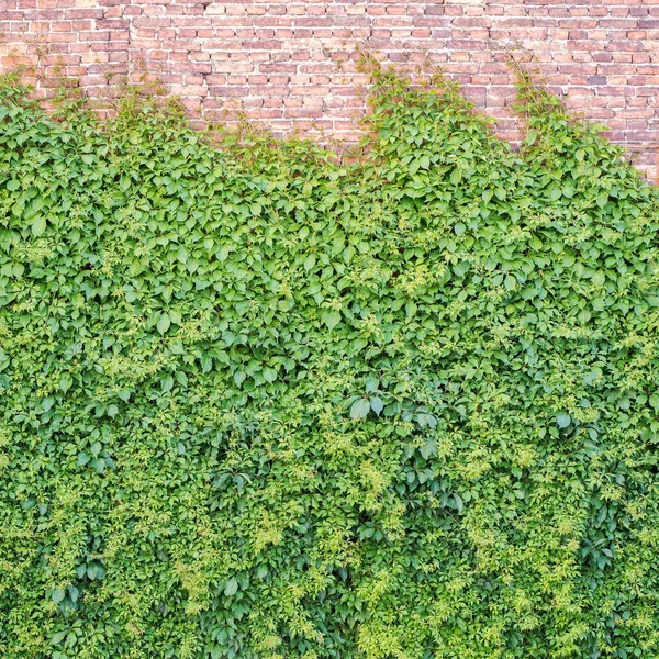 Planta rastejante verde na parede de tijolos — Fotografia de Stock