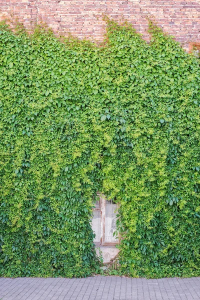 Vihreä hiipijä kasvi seinällä — kuvapankkivalokuva