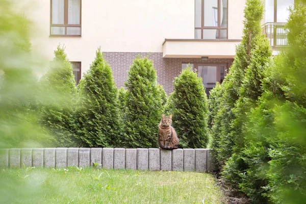 Tabby gato sentado em pedra pequena parede — Fotografia de Stock