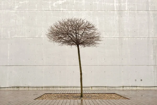 Lonely tree on a rainy day — Stock Photo, Image