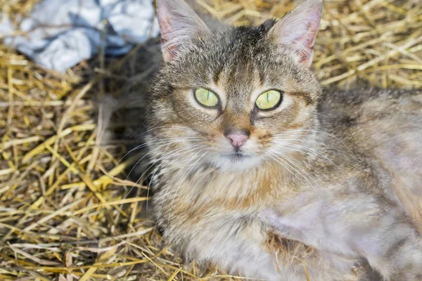 Tabby gato olhando para a câmera — Fotografia de Stock