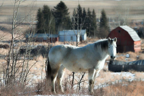 At ve çiftlik — Stok fotoğraf