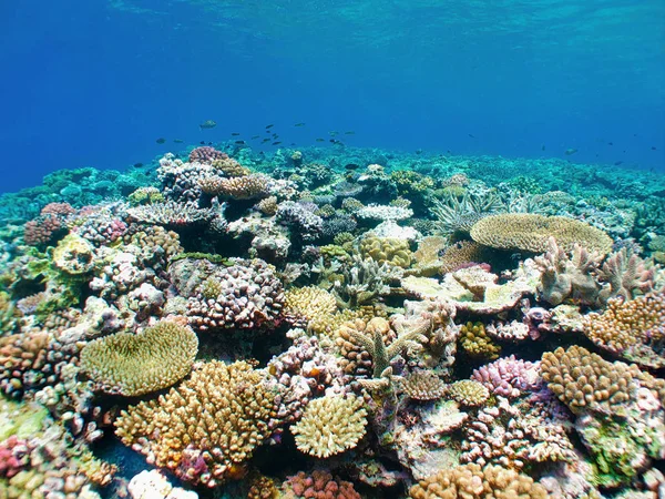 South Pacific Reef — Stock Photo, Image