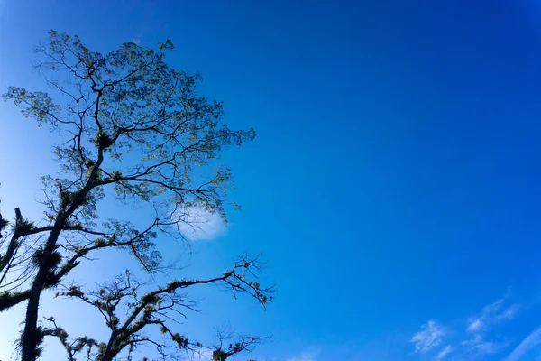 Albero e cielo blu — Foto Stock