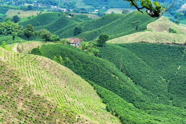 Hermosas colinas cubiertas de café — Foto de Stock