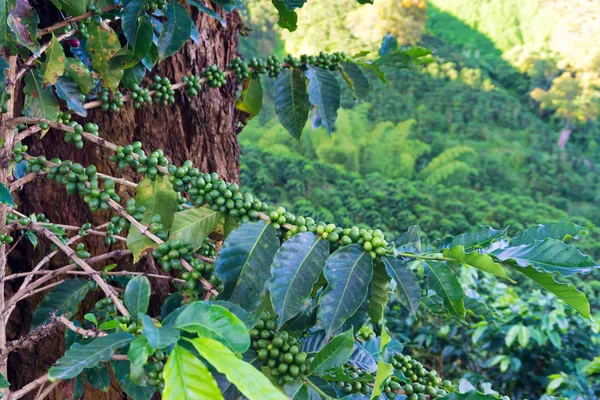 Planta de café Primer plano — Foto de Stock