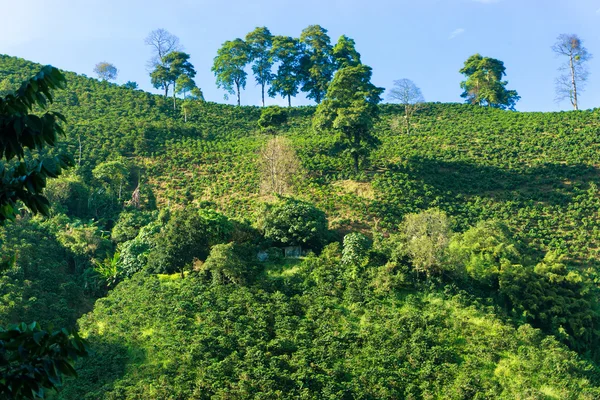 Koffie bedekte heuvels — Stockfoto