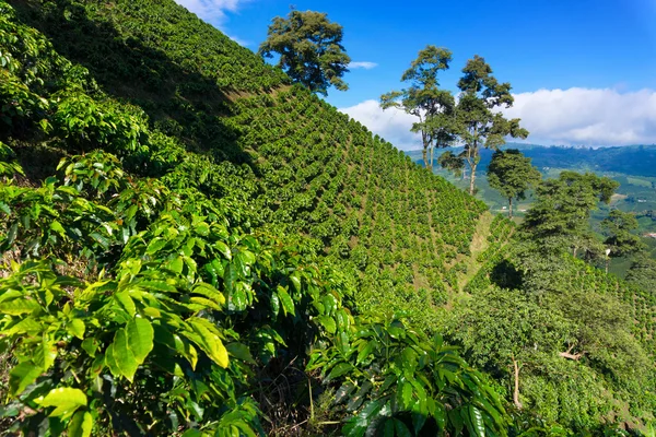 Paisagem de café dramática — Fotografia de Stock