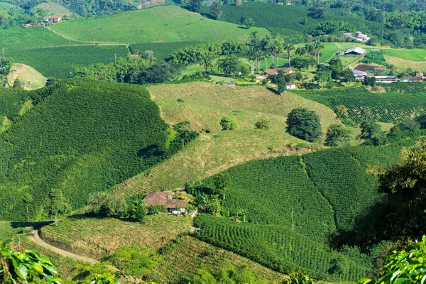 Granjas de café colombianas — Foto de Stock