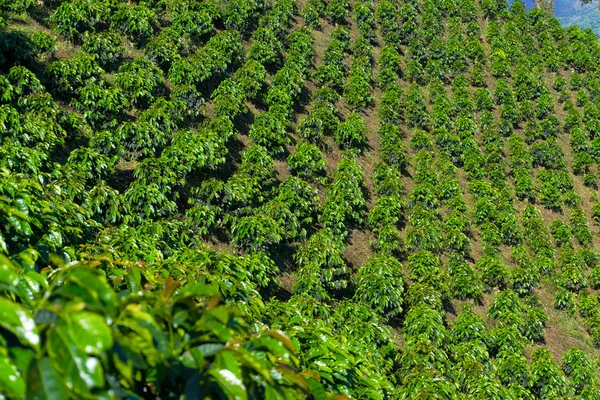 Linhas de plantas de café — Fotografia de Stock