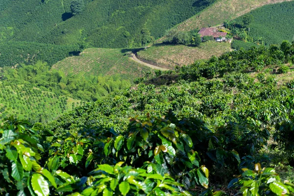 コーヒー植物の成長 — ストック写真