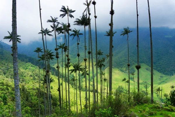 Wosk palmy — Zdjęcie stockowe