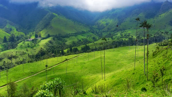 美しい緑の谷 — ストック写真