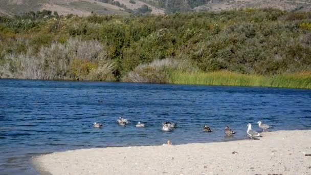 Gaviotas en el Parque Estatal Andrew Molera — Vídeo de stock