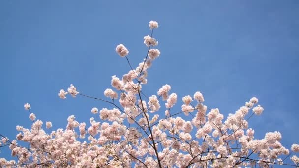 Flores de cerezo y cielo azul — Vídeo de stock