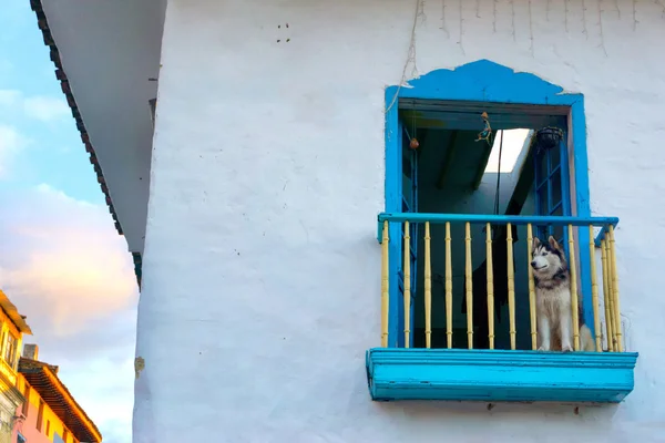 Собака на колониальном балконе — стоковое фото