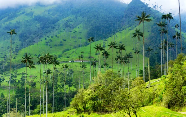 Dolina Cocora wosk palmy — Zdjęcie stockowe
