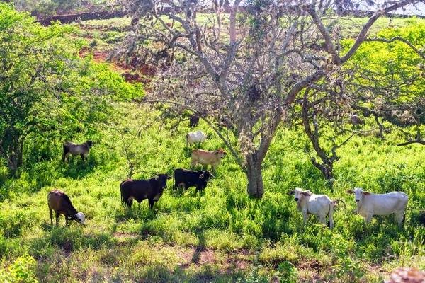 Mucche vicino a Barichara — Foto Stock