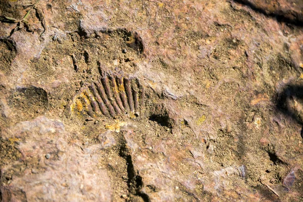 Ammonite Fossil View — Stock Photo, Image
