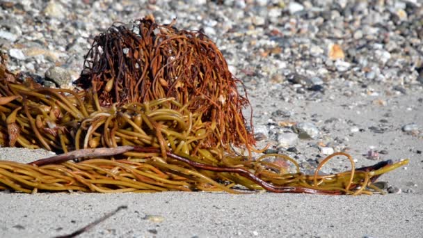 Wrack de praia em uma praia — Vídeo de Stock