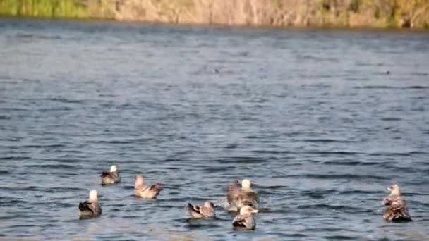 Aves Relaxando no Oceano — Vídeo de Stock