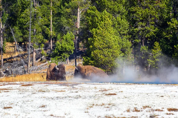 İki Amerikan bizonu — Stok fotoğraf