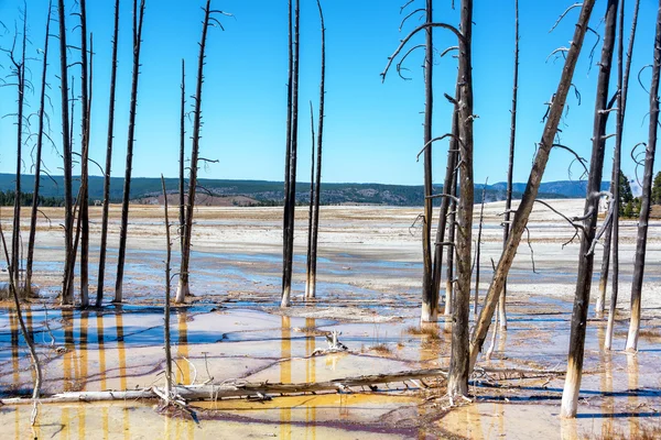 Halott fák a Yellowstone — Stock Fotó