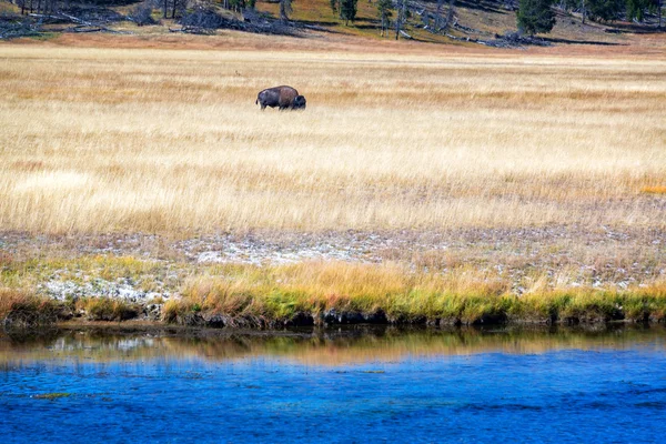 Bison και ποτάμι — Φωτογραφία Αρχείου