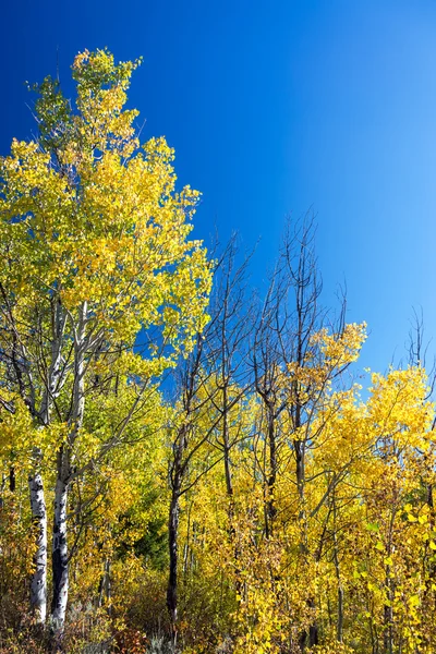 Folhagem amarela e céu azul — Fotografia de Stock