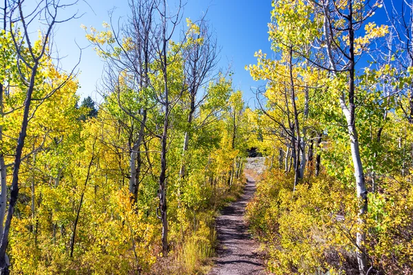 Trilha e Árvores de Aspen — Fotografia de Stock