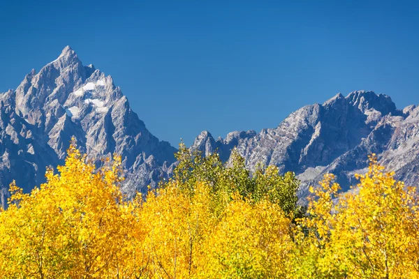 Aspen bomen en Grand Teton — Stockfoto