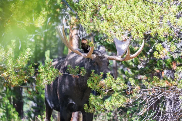 Moose in the Trees — Stock Photo, Image