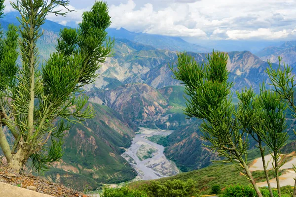 Bomen en Canyon — Stockfoto