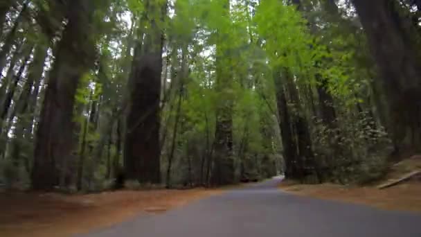 Condução através de Redwood Trees — Vídeo de Stock