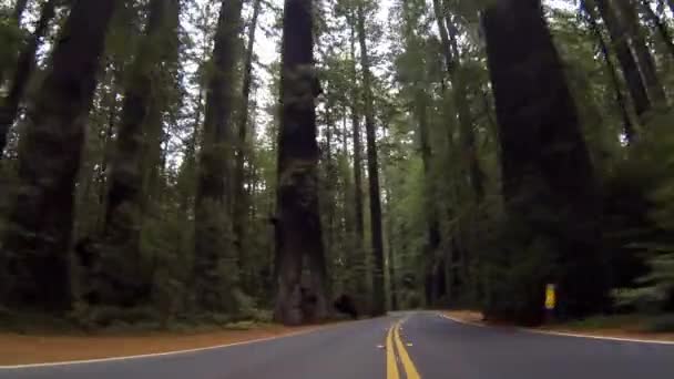 A través del Parque Estatal Humboldt Redwoods — Vídeos de Stock
