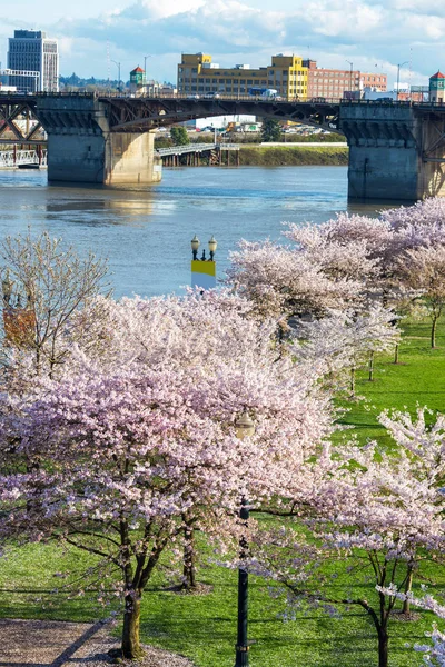 Flores de cerezo en Portland, Oregon —  Fotos de Stock