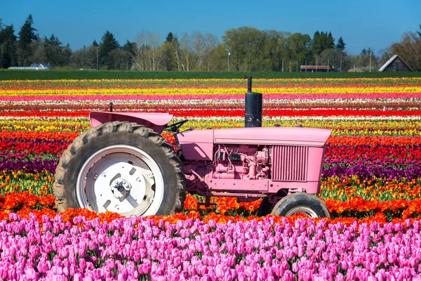 Pink Tractor and Tulips