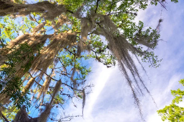 Muschio spagnolo su un albero — Foto Stock