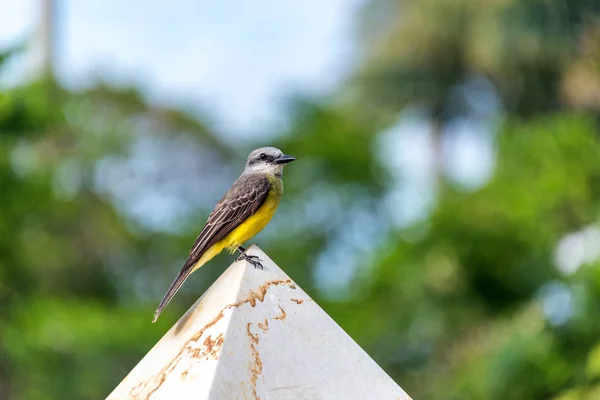 Kolombiya tropikal Kingbird — Stok fotoğraf