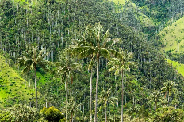 Wax Palm Tree Forest — Stock Photo, Image